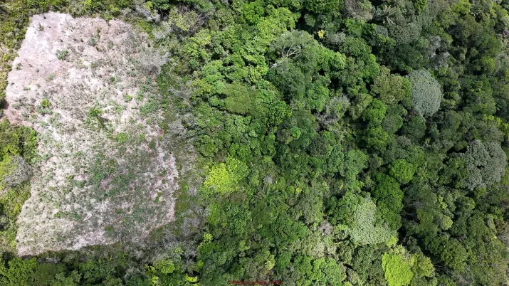 Forêt amazonienne