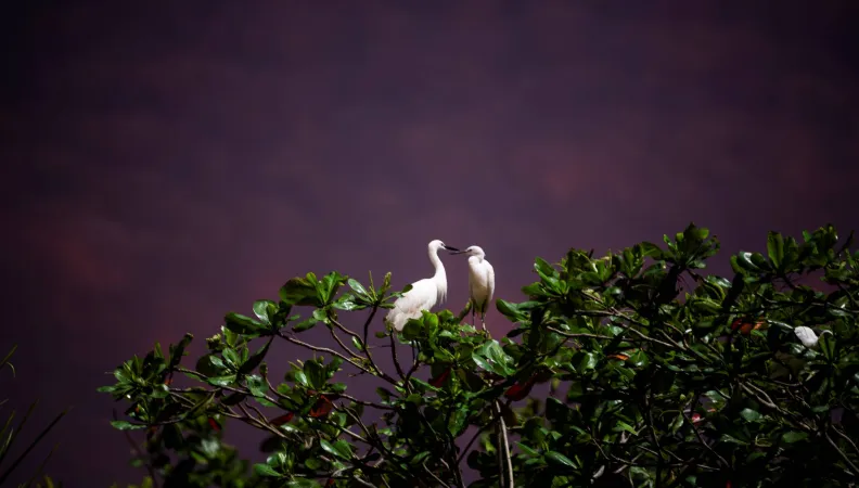 hérons blancs au port de pêche Jeppiar