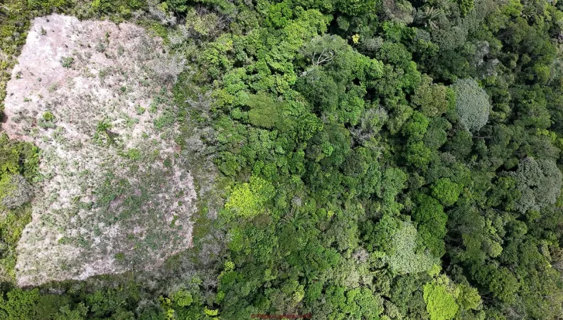 Forêt amazonienne